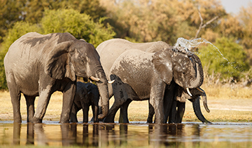 Wild Wonders of Mikumi  3-Day Safari Adventure