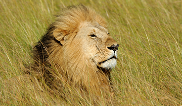  5 Days Mikumi National Park Safari