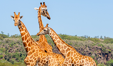 6 Days Mikumi Adventure Safari