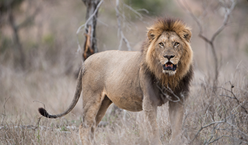 8 Days Mikumi and Ruaha Safari Combo