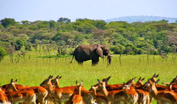 10 Days Mikumi Immersive Safari