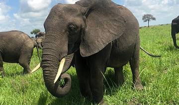 11 Days Ultimate Mikumi and Southern Tanzania Experience